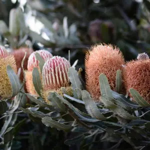 Bush Flower Essence Workshop — event artwork, Joondalup, WA
